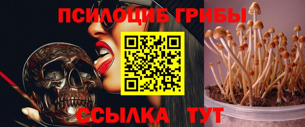Галлюциногенные грибы Psilocybine cubensis Выборг